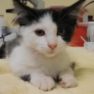 Team Page: Patty Cake Pack